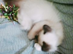 -李小姐の猫咖啡馆(五角场店)