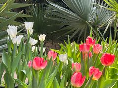 -深圳仙湖植物园
