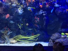 -芜湖新华联大白鲸海洋公园