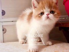 -喵zoo家庭繁育猫舍(尖东智能花园店)