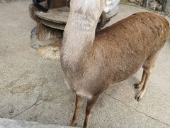 -奈良公园