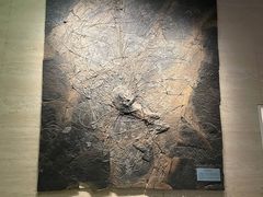 -浙江自然博物院(杭州馆)