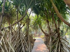 -中国科学院西双版纳热带植物园