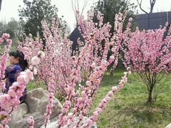 android_upload_pic-鹦鹉寺公园