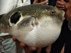 -天正河鲀·河豚亭(大连店)