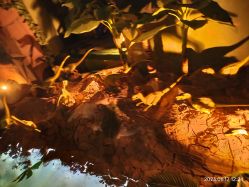 -恐龙探索乐园(磁器口店)