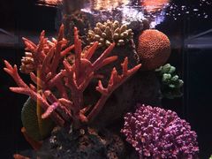 -暹罗海洋世界