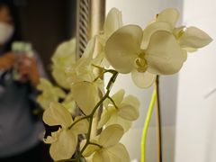 -Dragonfly悠庭·按摩Spa(静安嘉里中心店)