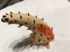 -龙岩佰翔京华酒店(京华购物中心店)