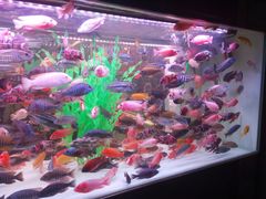 -中环花鸟鱼虫市场