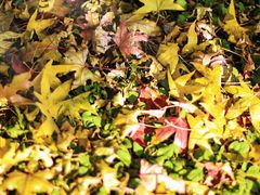 -长白岛森林公园