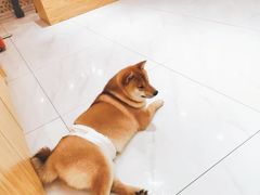 -柴源莊·柴小宠柴犬咖啡
