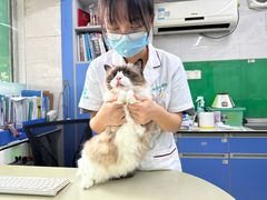 -瑞派动物医院·猫专科·至诚(江南中分院)