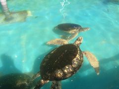 景点-北戴河圣蓝海洋公园