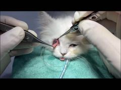 -嘉馨宠物医院·CT影像转诊·心脏科·犬猫全科诊疗中心(下沙大学城院区)