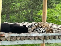 -西霞口神雕山野生动物世界