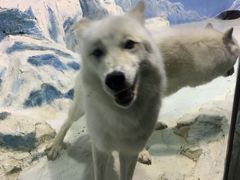 -哈尔滨极地公园