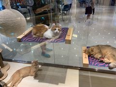 -momokira米努特·德文卷毛猫·棉花面纱犬