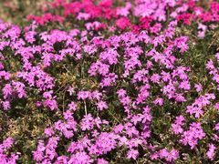 -王记西鎮电烤肉(汶上路店)