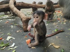 -西安秦岭野生动物园