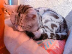 -猫咪博物馆(顶澳仔猫街店)