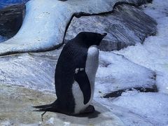 -上海海昌海洋公园