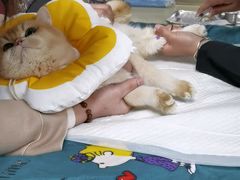 -美联众合动物医院·24h转诊中心