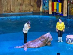 -烟台海昌鲸鲨海洋公园