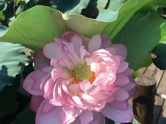-陈家山荷花公园