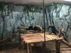 -深圳野生动物园