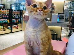 -momokira米努特·德文卷毛猫·棉花面纱犬