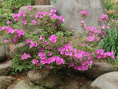 -上海共青森林公园