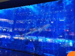 -成都浩海立方海洋公园