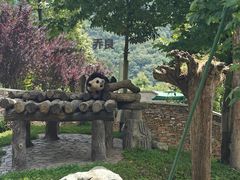 -卧龙中华大熊猫苑神树坪基地