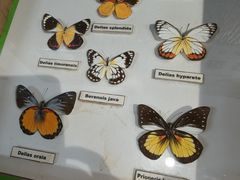 -上海大自然野生昆虫馆(东方明珠·爬宠昆虫探索中心)