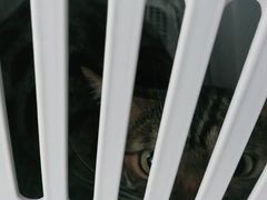 -佳雯宠物医院(金华南路分院)