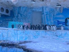 -海合安青岛极地海洋公园