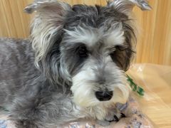-瑞派宠物医院·24h·骨外科·皮肤科·全科宠物医疗转诊中心(沈阳浑南院)