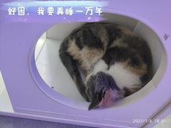 -极木²邸 人与宠物·互动社区