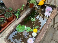 -秦美花卉(天朗·莱茵小城2期店)