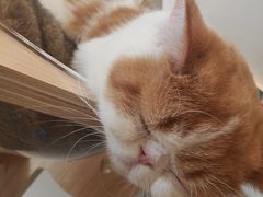 -飞行喵MR PILOT|猫舍·猫咖(静安大融城店)