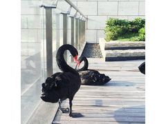 -行者书屋大堂吧 ·下午茶(南京圣和府邸酒店)