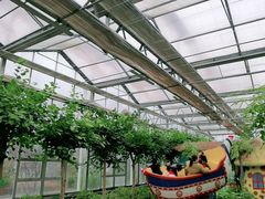 -南宫五洲植物乐园