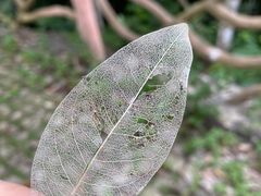 -海南热带雨林国家公园吊罗山景区