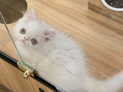 -袖虎·猫馆(体育西路店)