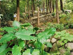 -火炉山森林公园