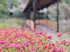 -沙家浜风景区