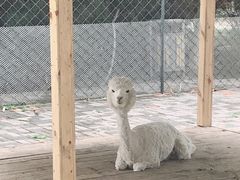 -长白岛森林公园