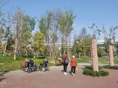 -神仙树公园