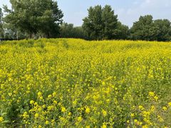 -长白岛森林公园